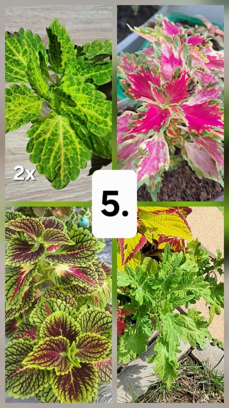 Okrasná žíhľava (5ks) koleus, 