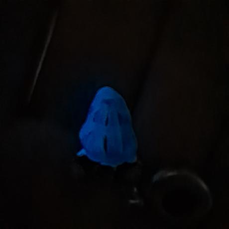 Krab pustovník modrý, 