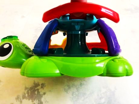 Spievajúca korytnačka, 