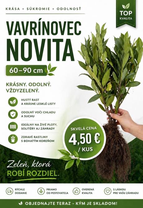 Vavrínovec novita, 