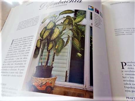 Starostlivosť o izbové rastliny,