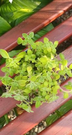 Nádchovník-oparovník, 