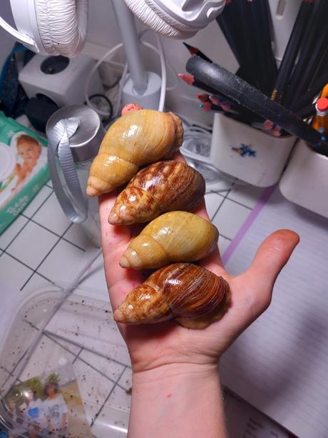 Archachatina porphiro clasic a albino shell, 