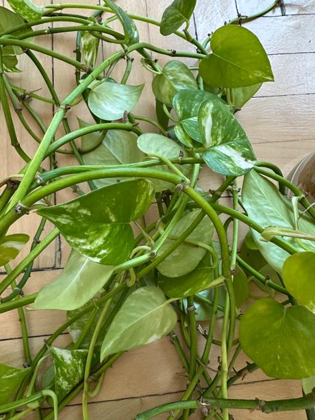 Rastlina epipremnum aureum č.14,