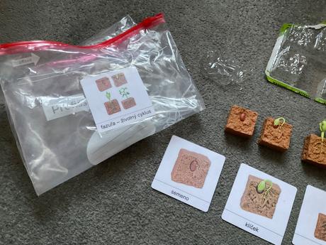 Zivotny cyklus fazuľa + karty, 