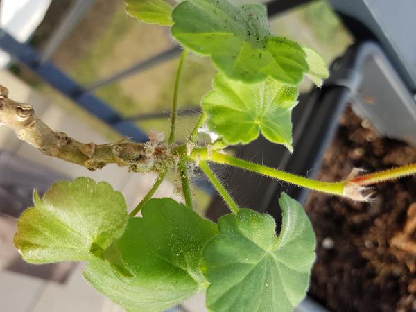 Škodca na muškátoch