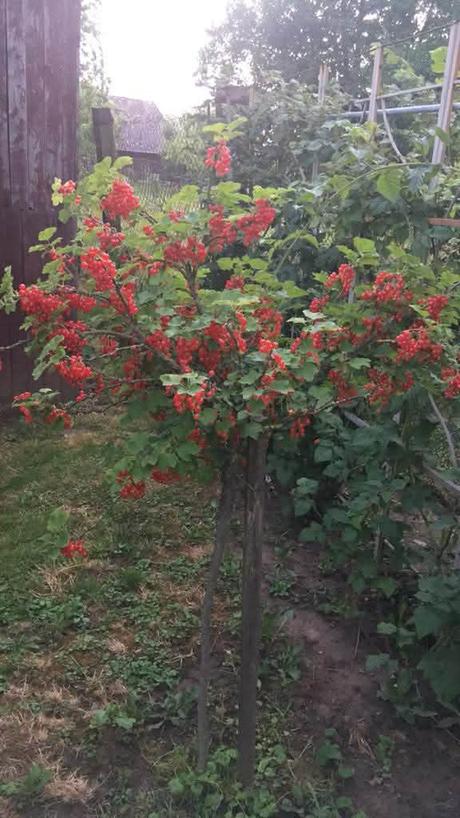 Džemik domáci 370 ml,, 