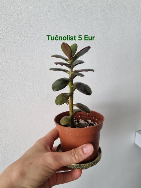 Izbová rastlina tučnolist,