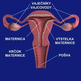 Vnútorné ženské pohlavné orgány Vnútorné ženské pohlavné orgány