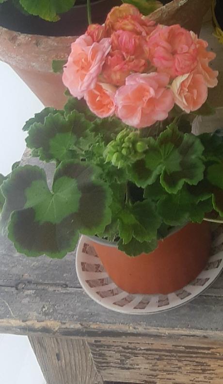 Ružičkovy muškat -salmon antic, 