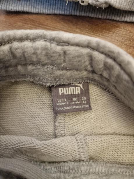 Puma suprava, puma,62