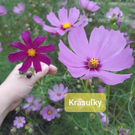 Semienka letničiek, 