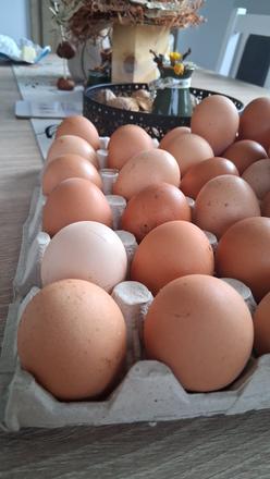 Domáce vajíčka, 