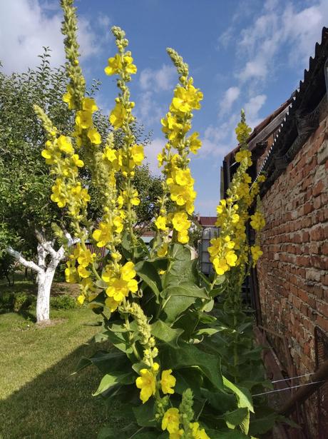 Divozel velkokvety - tinktura, 