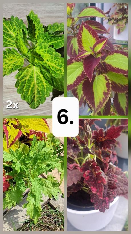 Okrasná žíhľava (5ks) koleus, 