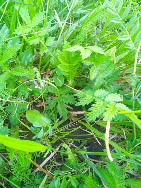 Sušený repik na čaj a iné...,