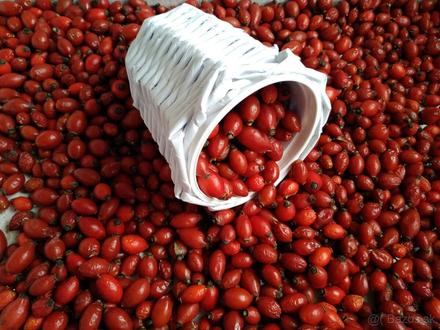 Šípky sušené tohtoročné,