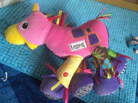 Krásny konik lamaze, 