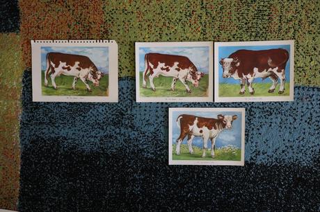 Obrazy/postery/obrázky zvierat,