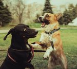Pes sa správa zvláštne: Je čas navštíviť veterinára?