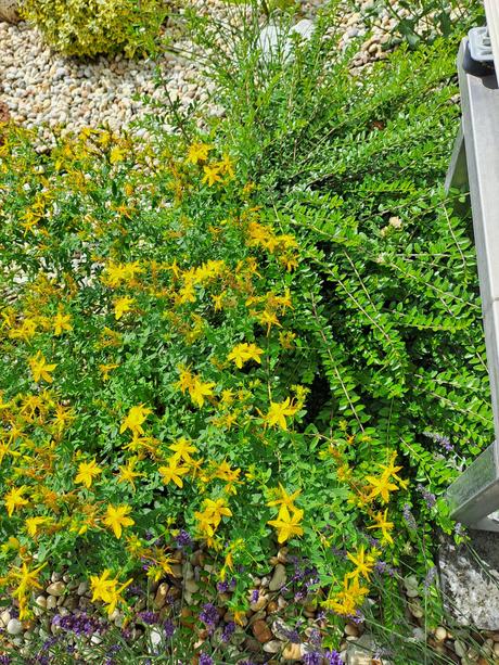 Sadeničky okrasnych kvetov,, 