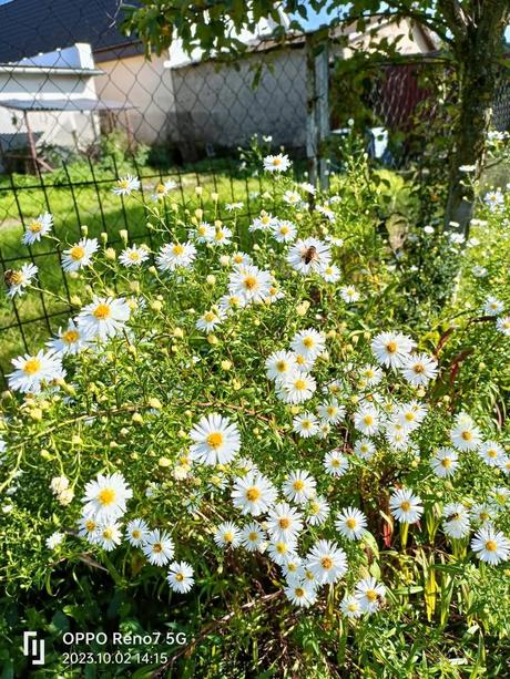 Astra biela vysoká, 