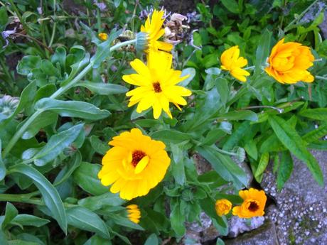 Semienka rôznych trvaliek, 