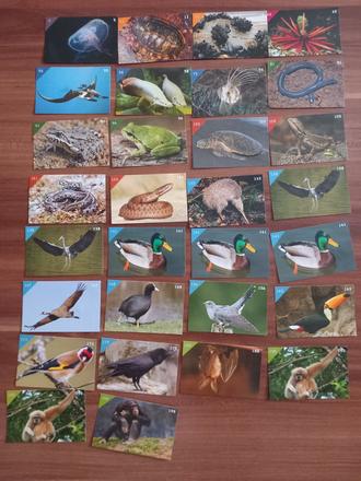 Nálepky animal kingdom, 