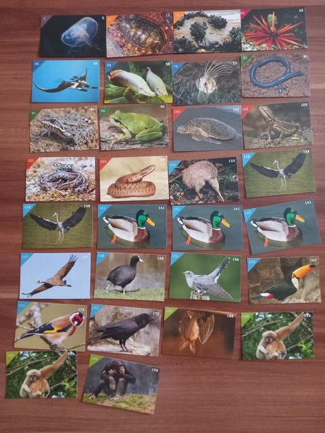 Nálepky animal kingdom, 