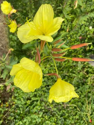 Pupalka veľkoplodá -oenothera macrocarpa - semená,