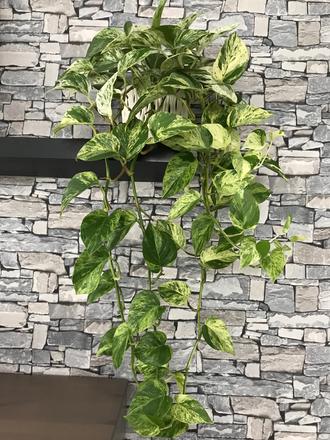 Potosovec marble queen, 