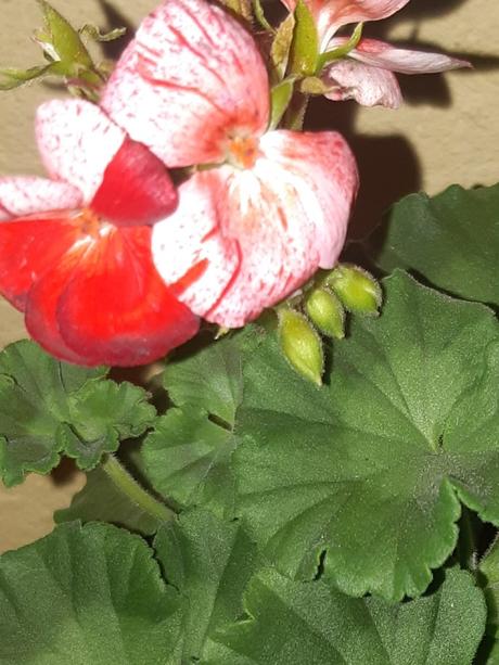 Krásny muškát netradičny pepermint twiat, 