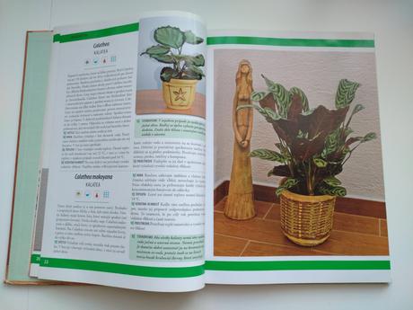 Pestujeme izbové rastliny, 