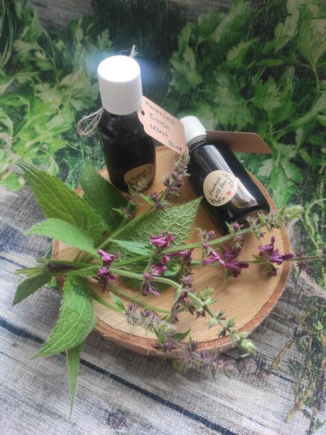 Tinktúra čistec lesný, 