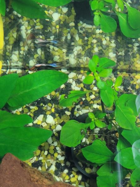 Čo robiť, keď rastliny v akváriu trpia?