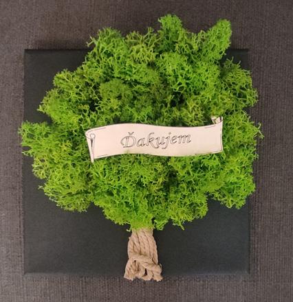 Deň učiteľov, machový strom, 