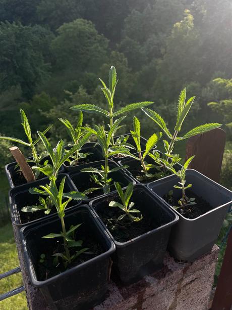 Verbena bonariensis,