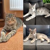 Dnes je svetový deň mačičiek. Kto ich tiež tak zbožňuje? 🐱🐱🐱
Naši traja kocúrikovia Leonko, Shadow, Misty ❤️❤️❤️
