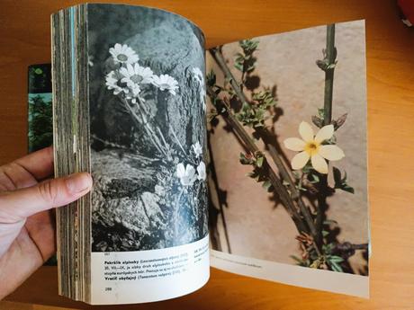 Veľky obrazový atlas rastlín (1980), 