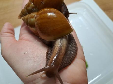 Africký slimák lissachatina fulica caramel, 