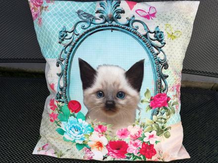 Obliečka na vankúš s mačkou.,