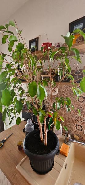 Ako správne ostrihať fikus na jeseň?