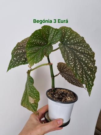 Izbová rastlina begónia,