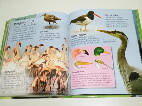 My first animal encyclopedia, 