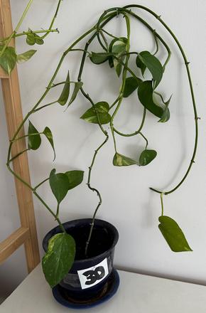 Predám rastlinu č.30 epipremnum aureum,