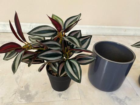 Tradeskancia v ker.črepe,