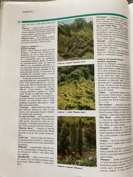 Všetko o ihličnanoch (2001),