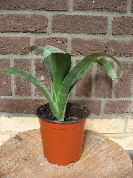 Bilbergia - pravdepodobne billbergia windii,