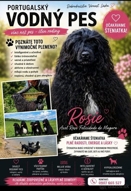 Portugalský vodný pes šteniatka,