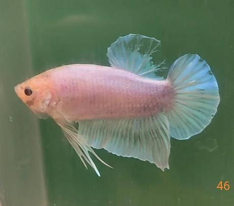 Bojovnice, samec, samica,